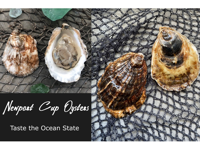 Newport Cup® Oyster - 25 count